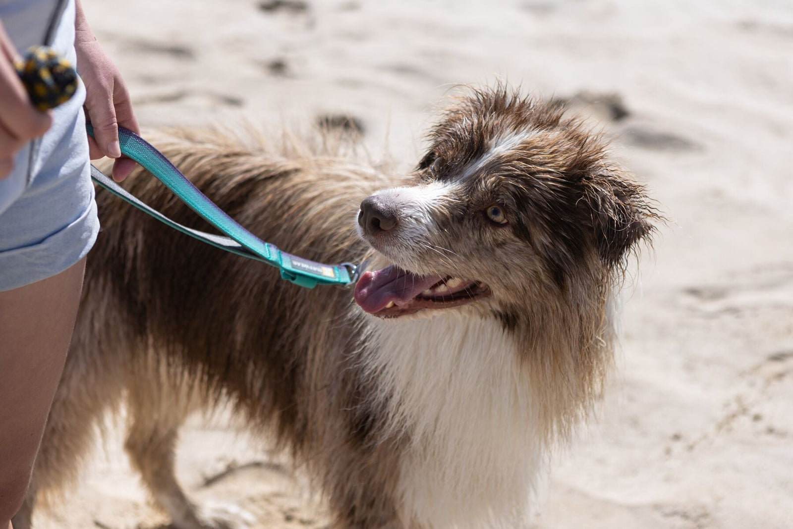 Wet Australian Shepherd on a beach held on a Ruffwear Front Range Short Lead in Aurora Teal, looking happy after a swim.