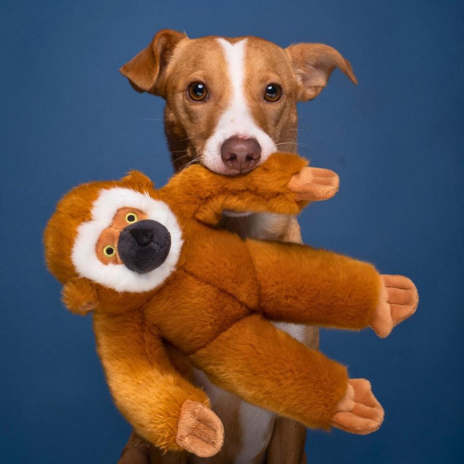 Fluff & Tuff Marcel Monkey brown plush dog toy on white background