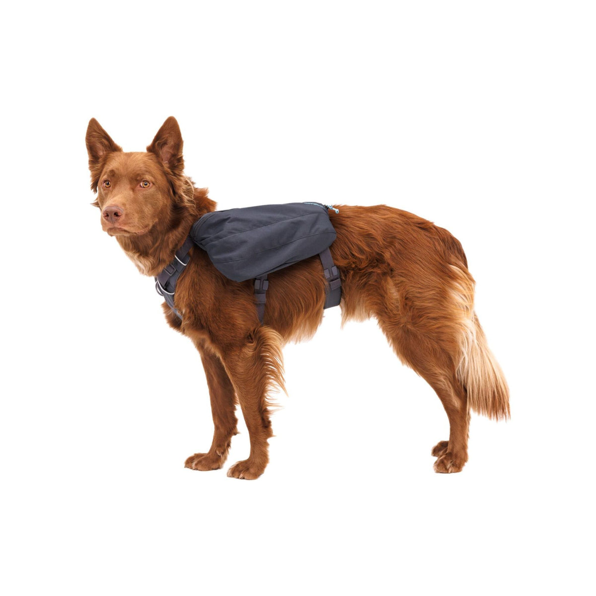 Ruffwear Front Range Day Pack, Dog Backpack | Barks &amp; Bunnies