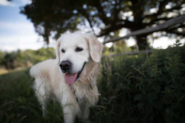 Albie (Managing Director)