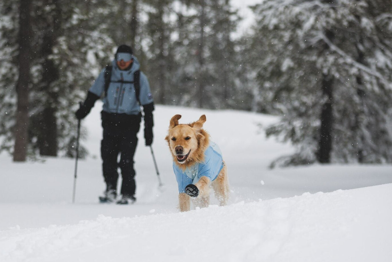 A golden retriever wearing the Ruffwear Powder Hound Jacket in Polar Blue runs through deep snow ahead of their owner, who is skiing through a snow-covered forest behind them.