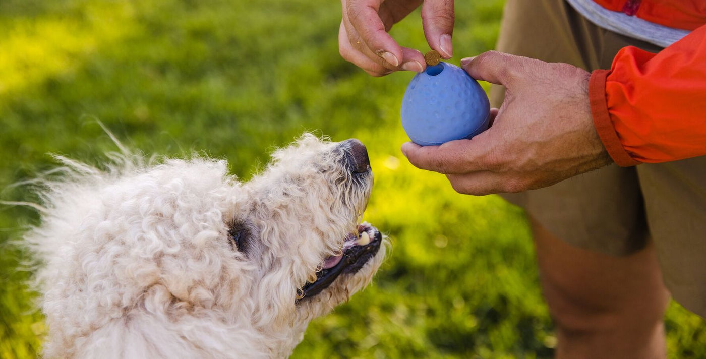 Barks & Bunnies Online Pet Shop UK for Dogs & Rabbits Easy Ordering