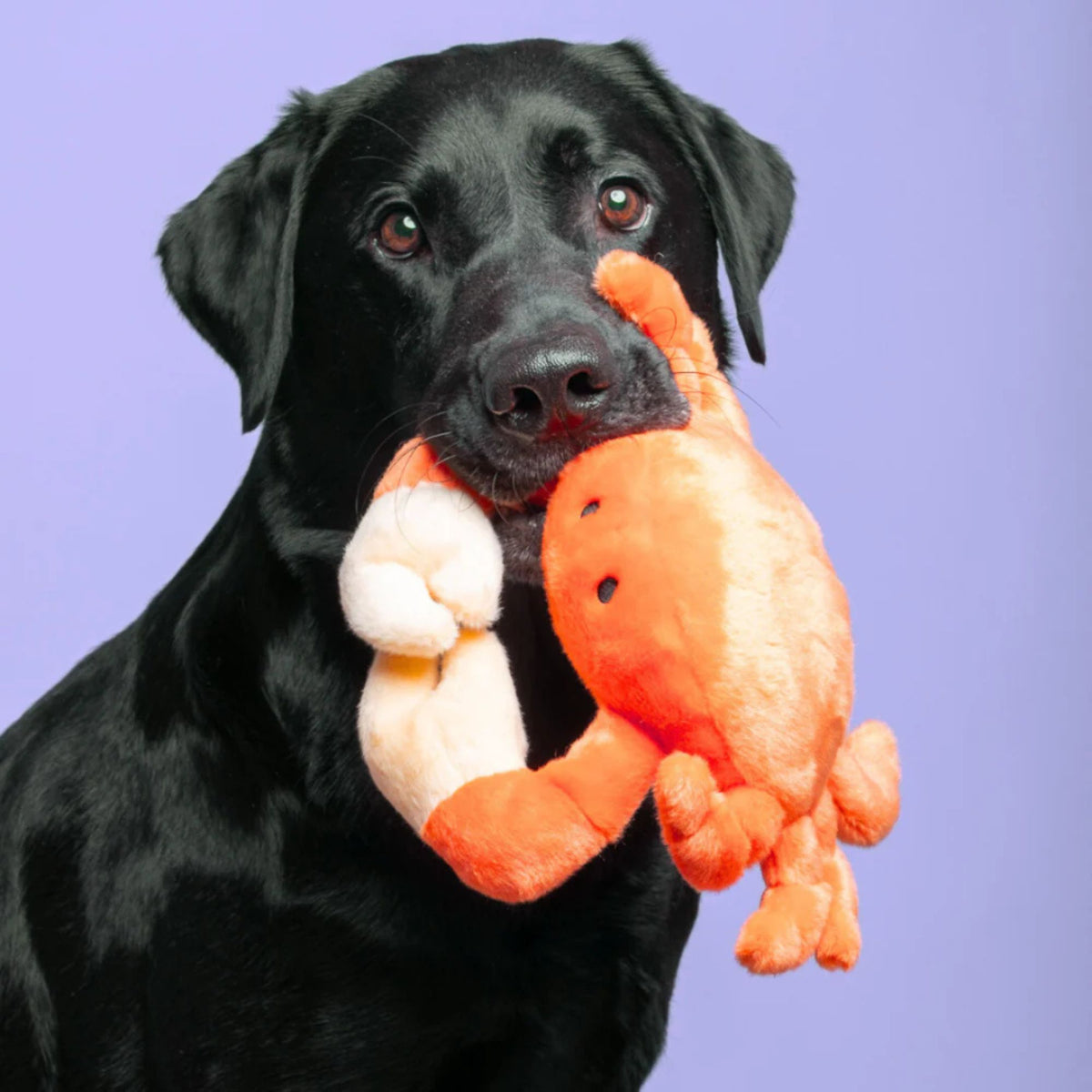 Black Labrador holding Fluff &amp; Tuff Phyllis Crab plush dog toy in mouth against purple background