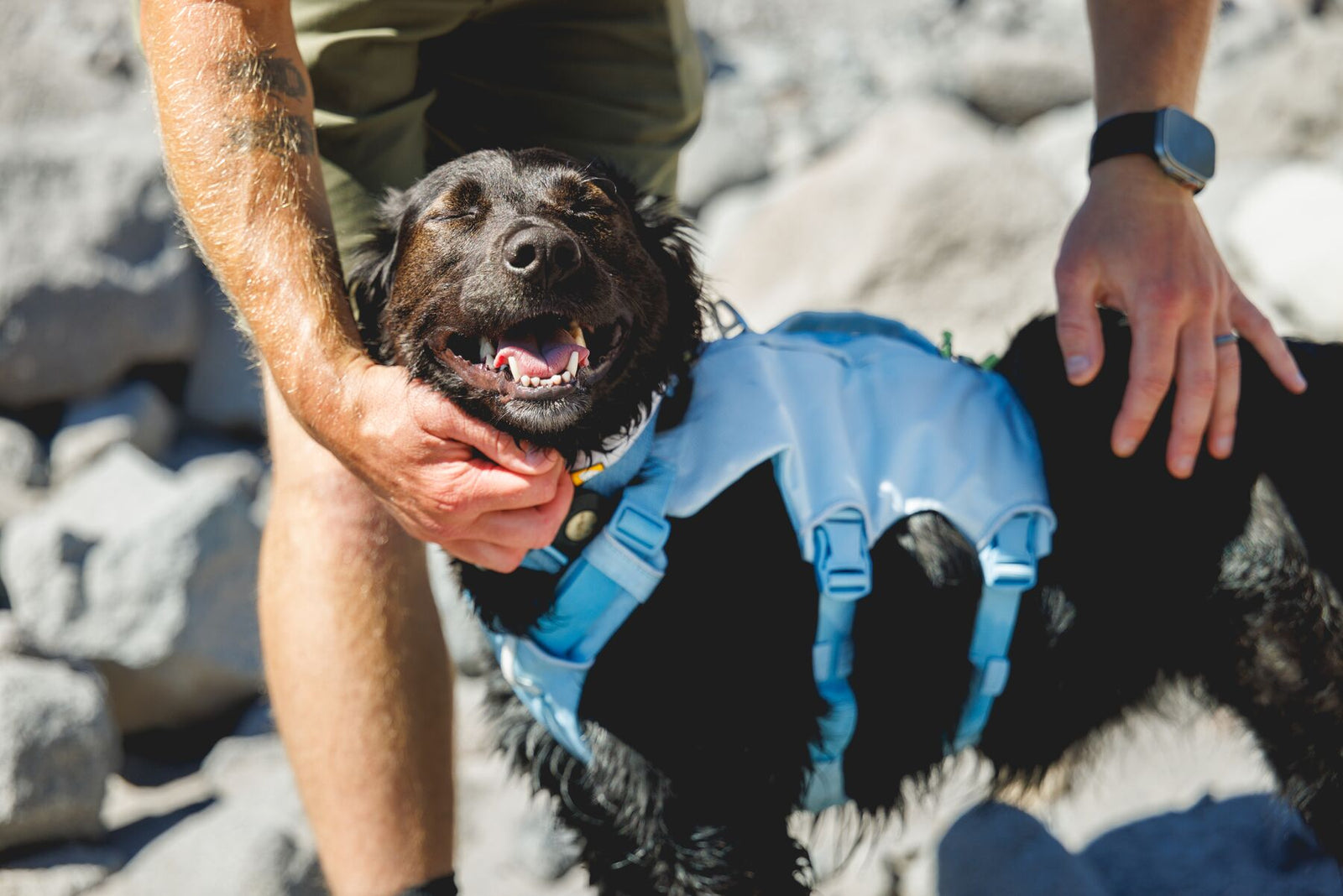 Black Labrador wearing Ruffwear Palisades Pack in Glacier Lake being fitted by owner on rocky mountain terrain at Mount Hood, showing harness adjustment and fit