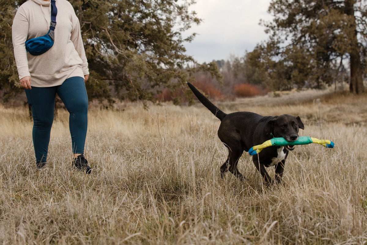 Black dog carrying the Ruffwear Pacific Loop toy in Aurora Teal through dry autumn grassland, owner walking alongside through a sparse woodland clearing