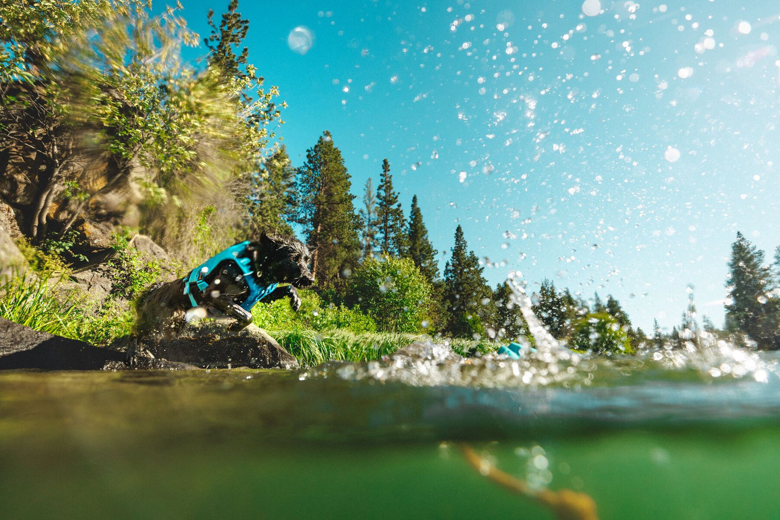 Black dog wearing the Ruffwear Confluence dog life jacket in Biolumin Blue leaping into a clear mountain river, photographed from water level.