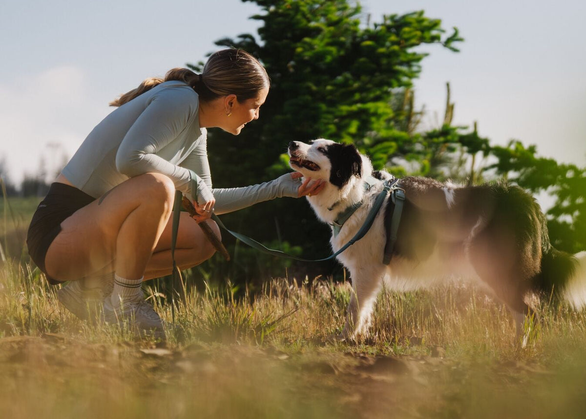 Woman crouching to fuss a happy black and white Border Collie wearing a Ruffwear Front Range Harness and Lead in River Rock Green, golden hour light in an open field