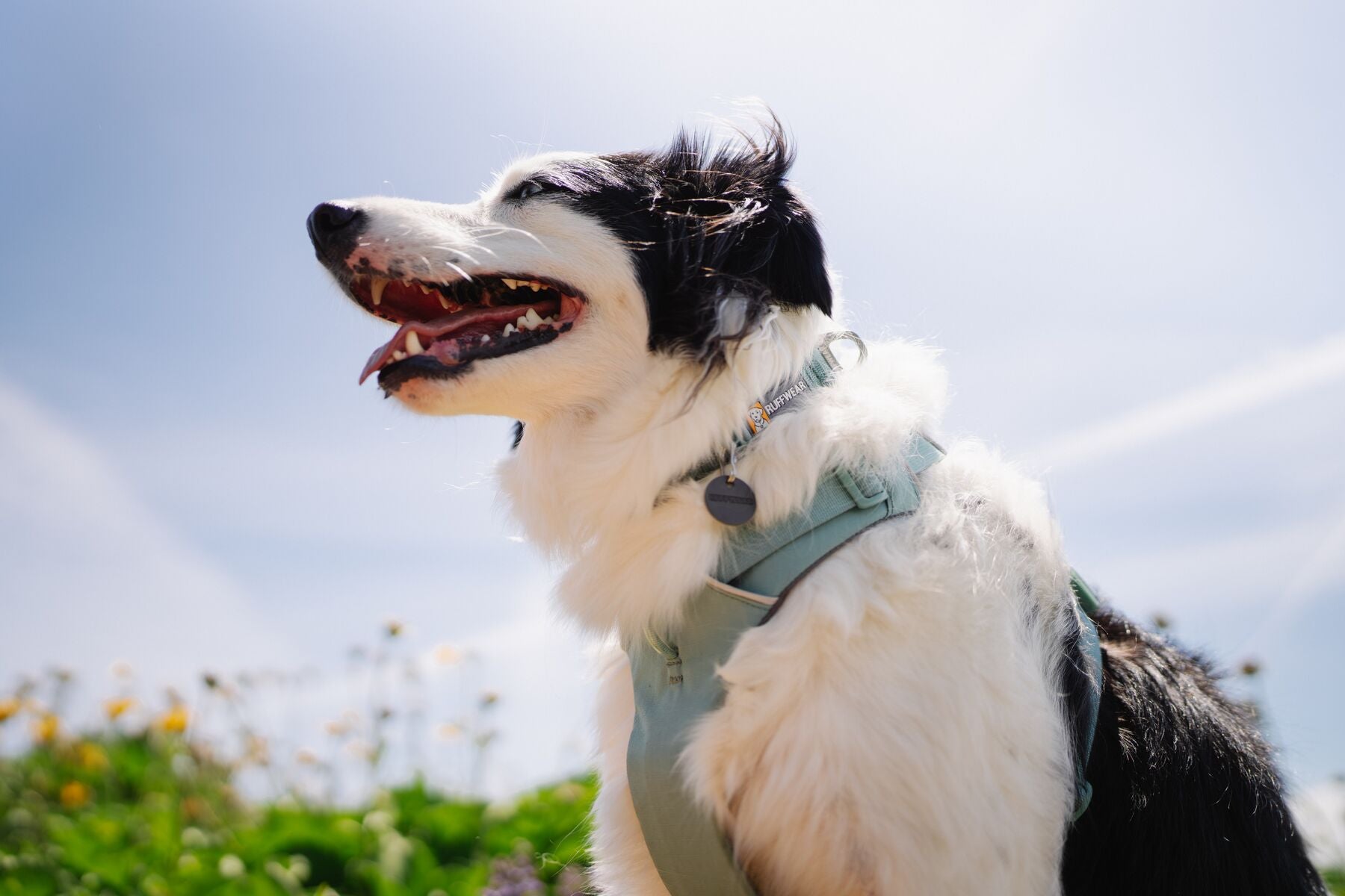 Close-up portrait of a happy black and white Border Collie wearing the Ruffwear Front Range Harness in River Rock Green, mouth open, looking up into a bright summer sky