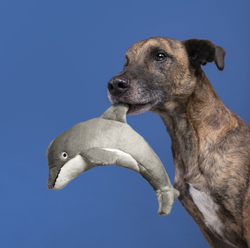 Brindle dog holding Fluff &amp; Tuff Danny Dolphin grey plush toy in mouth against blue background