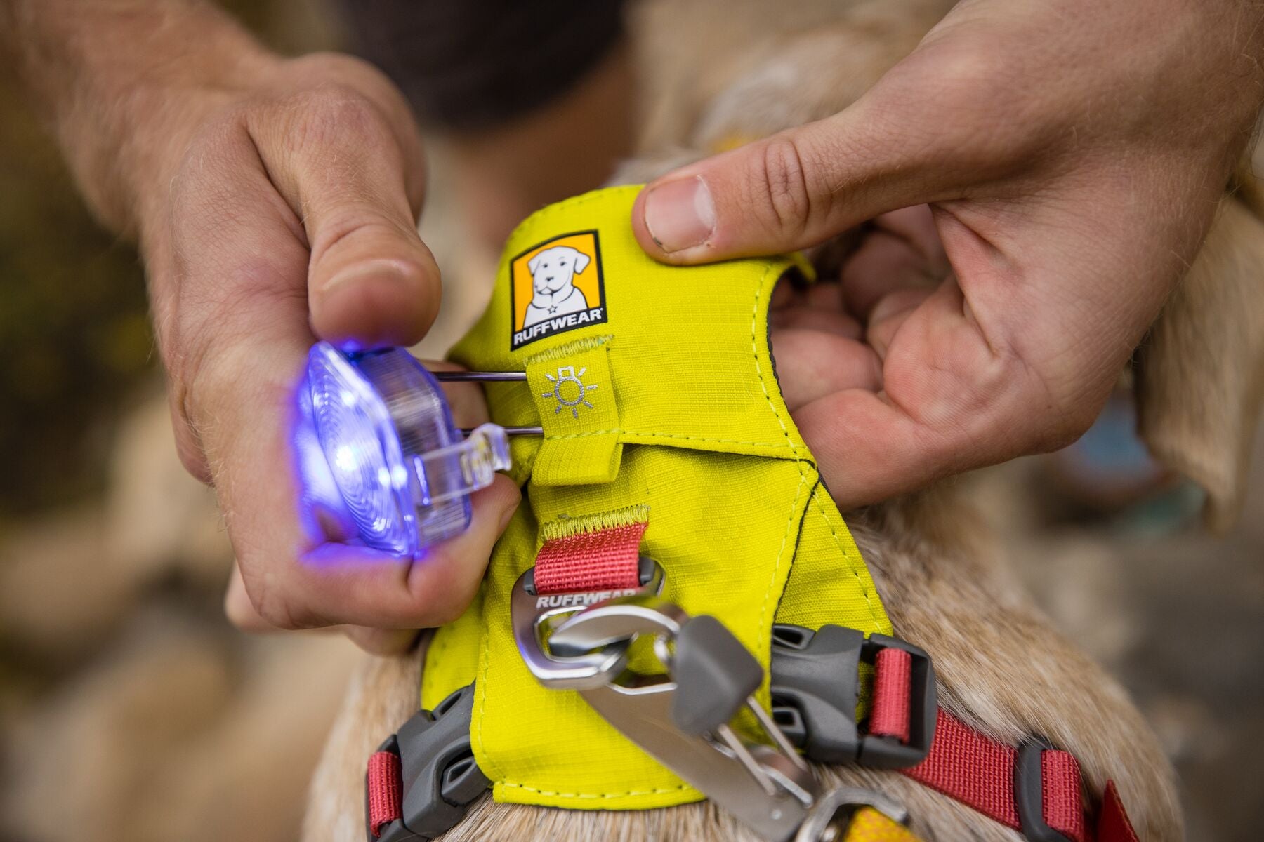 Close-up of a hand attaching The Beacon light to the light loop on the Ruffwear Hi & Light dog harness in Lichen Green, worn by a dog outdoors