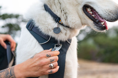 Close-up of a hand clipping a Ruffwear Front Range Lead onto the chest attachment of a Front Range Harness in Basalt Gray on a white dog, outdoors