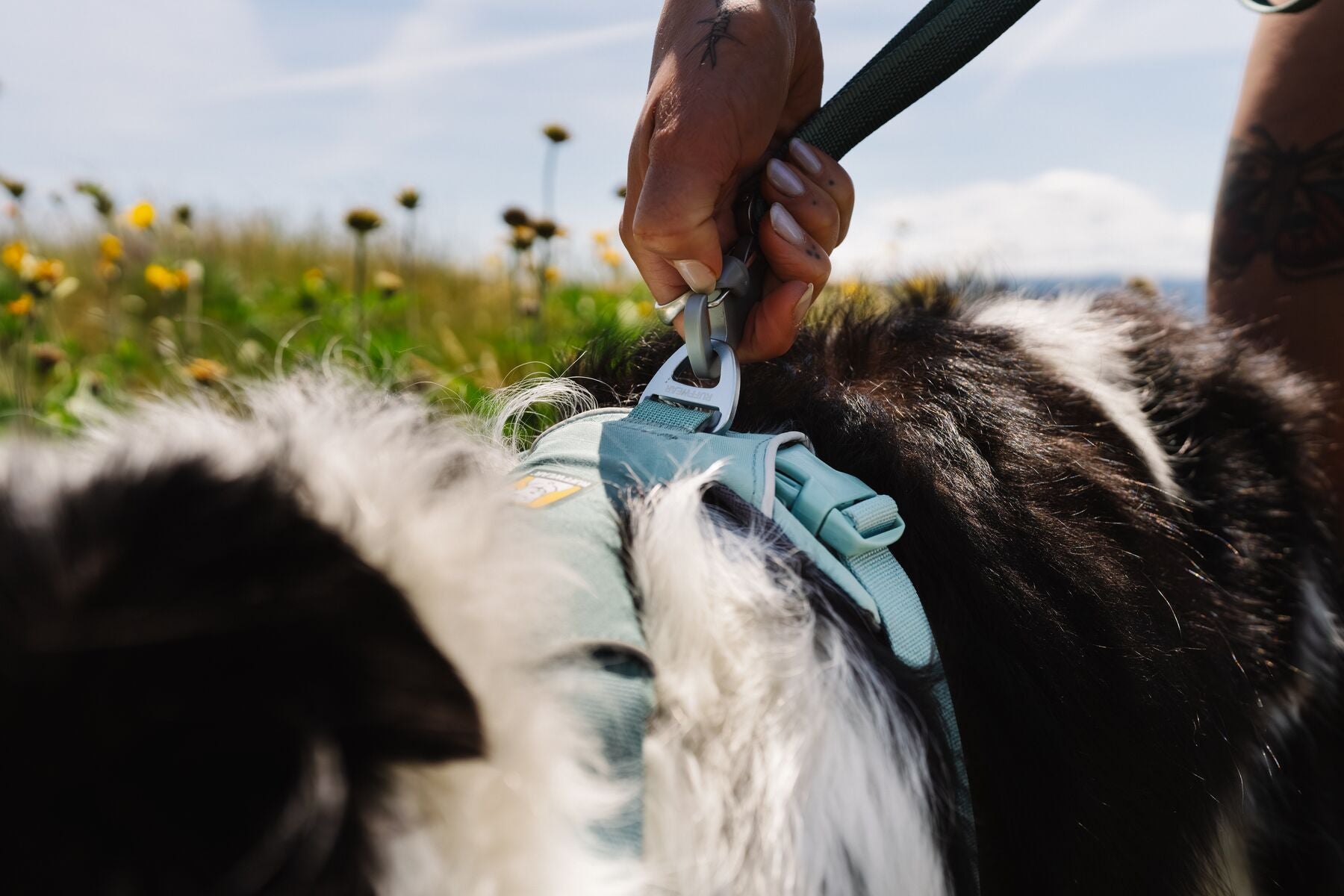 Close-up of a hand clipping a lead onto the aluminium V-ring of a Ruffwear Front Range Harness in River Rock Green on a black and white Border Collie, wildflowers and blue sky behind