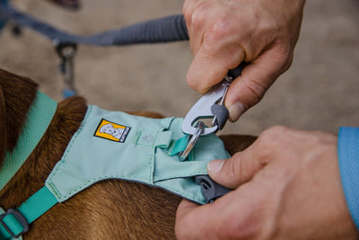 Close-up of a hand clipping a lead to the Ruffwear Hi & Light dog harness in Sage Green worn by a brown dog, with the Double Track Coupler also attached
