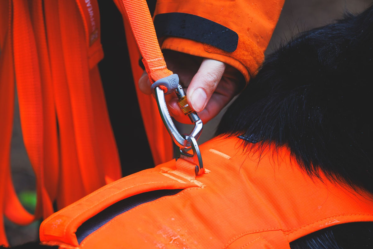 Close-up of a hand clipping the Ruffwear Rogue Long Line screwgate carabiner onto the back attachment point of a Ruffwear harness in Blaze Orange on a black dog