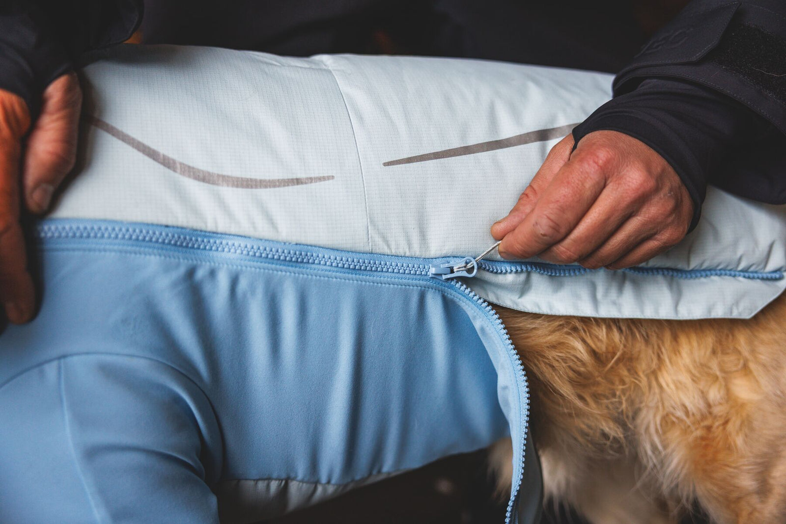 Close-up of a person zipping the Ruffwear Powder Hound Jacket in Polar Blue onto a golden retriever, showing the full-length YKK Vislon zip and fabric guard.