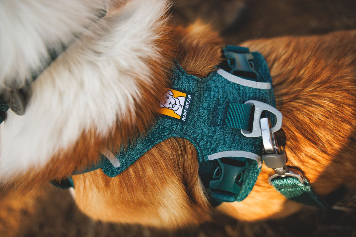 Close-up of the Ruffwear Front Range Flex Harness in Deep Teal showing the engineered knit construction, reflective trim, aluminium V-ring and buckle detail on a golden dog