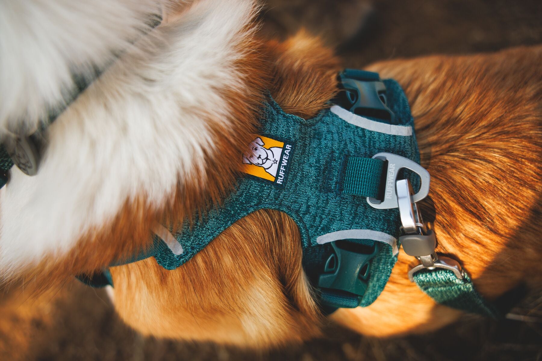 Close-up of the Ruffwear Front Range Flex Harness in Deep Teal showing the engineered knit construction, reflective trim, aluminium V-ring and buckle detail on a golden dog