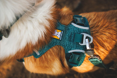 Close-up of the Ruffwear Front Range Flex Harness in Deep Teal showing the engineered knit construction, reflective trim, aluminium V-ring and buckle detail on a golden dog