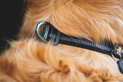 Close-up of the Ruffwear Top Rope Dog Collar on a dog's neck showing the V-ring and tag attachment
