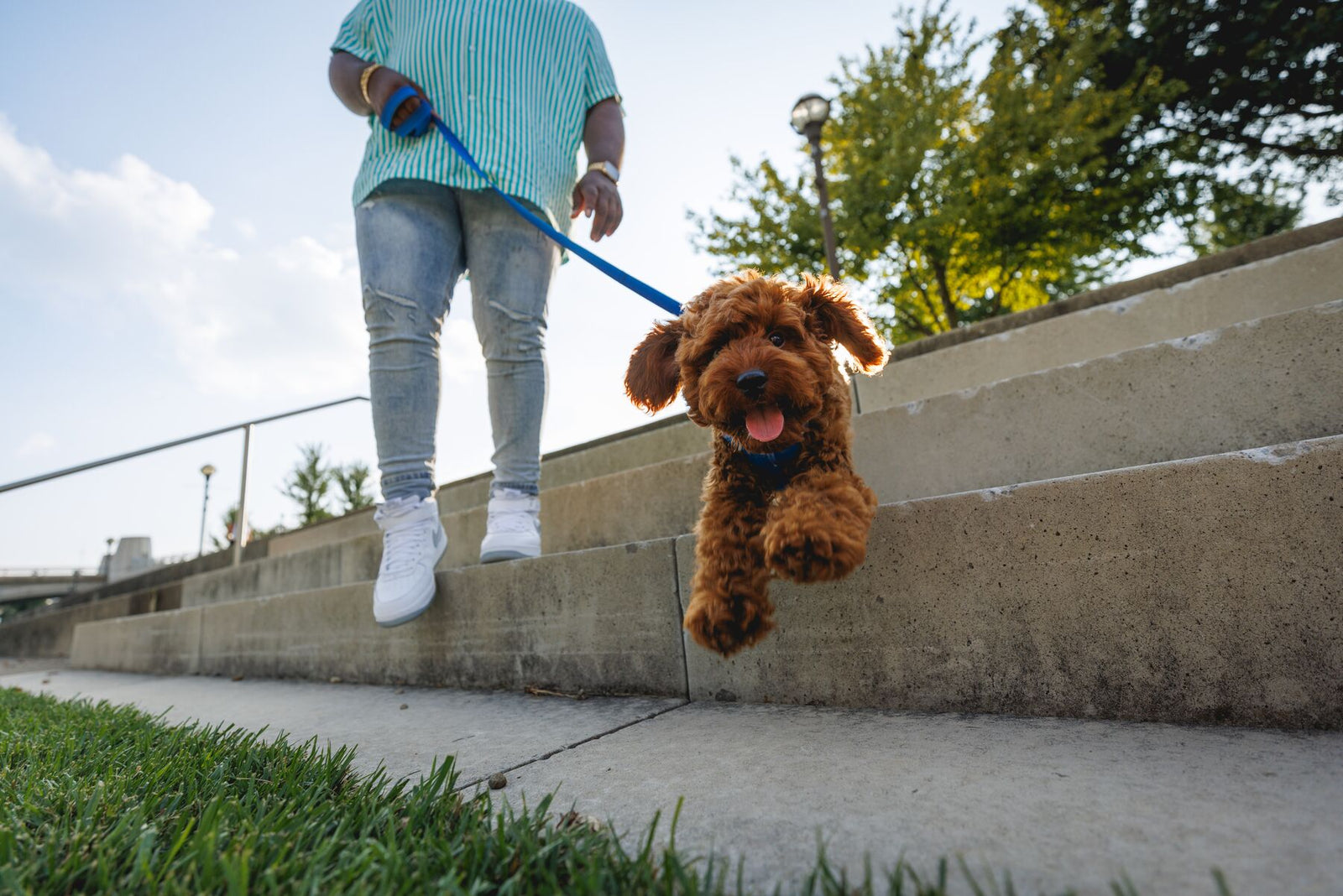 Person walking a happy golden Cockapoo jumping down steps on a Ruffwear Front Range Lead and Harness in Blue Pool, urban setting