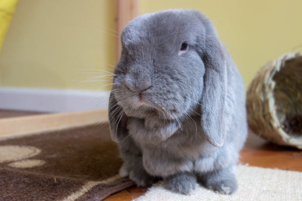 Chuzzlewit (Warehouse)