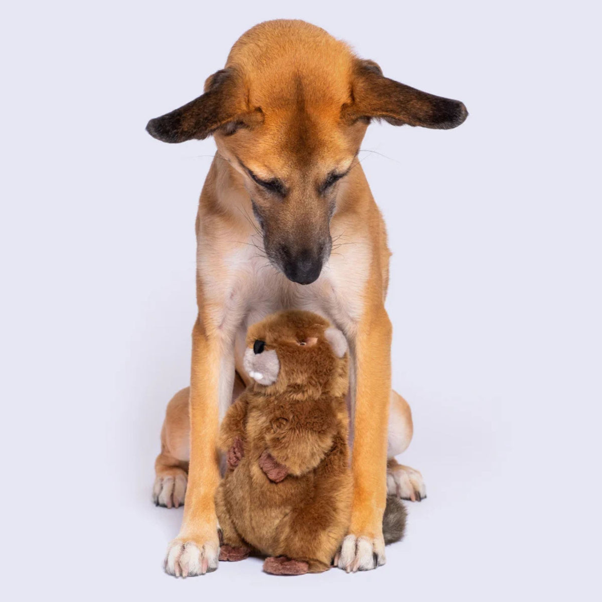 Dog looking down at Fluff &amp; Tuff Troy Beaver plush dog toy between its paws on grey background
