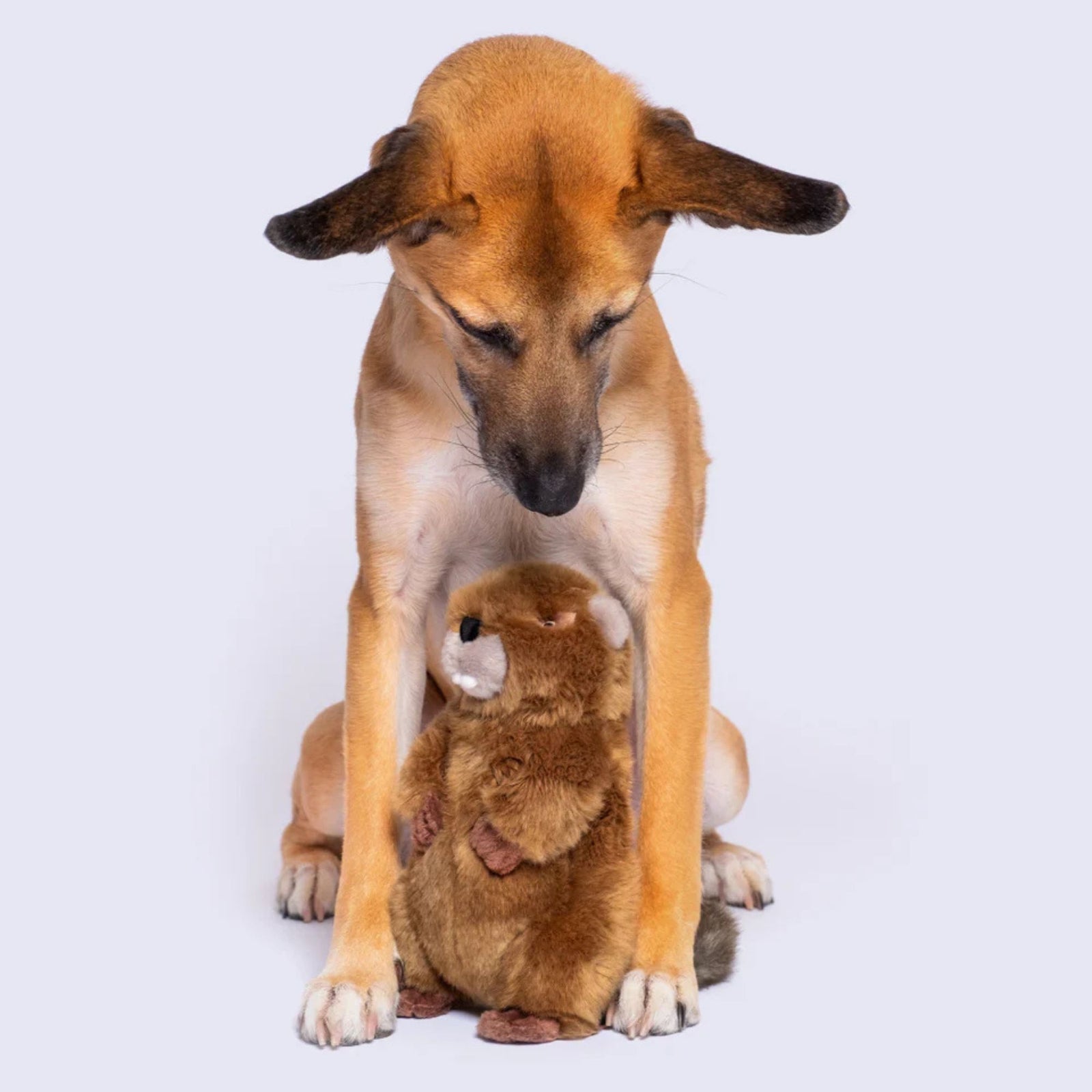Fluff & Tuff Troy Beaver medium plush dog toy standing upright on white background