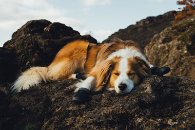 Dog resting on rocky ground wearing Ruffwear Ridgeline Shoes