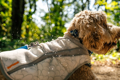 Dog wearing Ruffwear Swamp Cooler Vest on outdoor walk