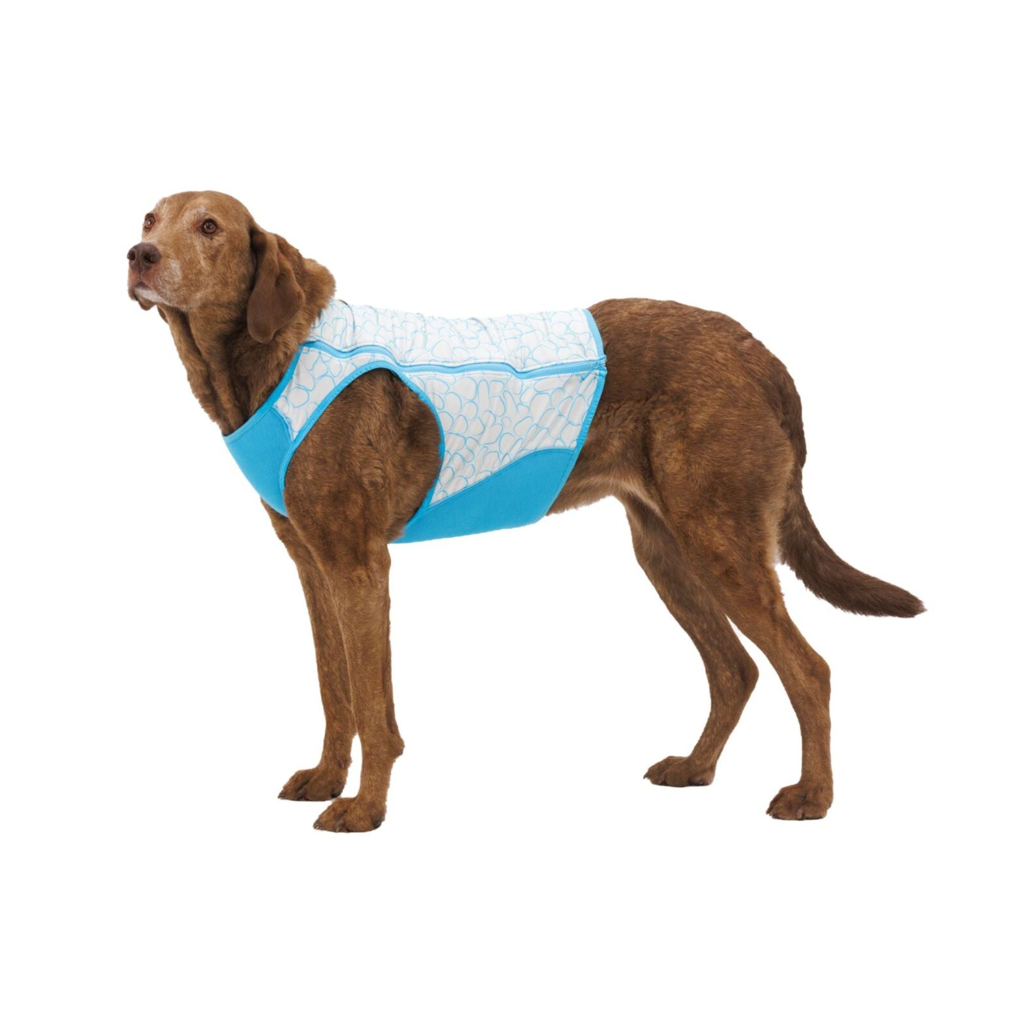 Dog wearing Ruffwear Swamp Cooler Zip Vest in Biolumin Blue, side view