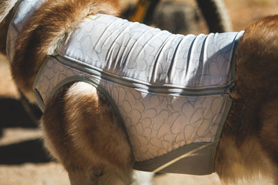 Dog wearing Ruffwear Swamp Cooler Zip Vest side profile, outdoors