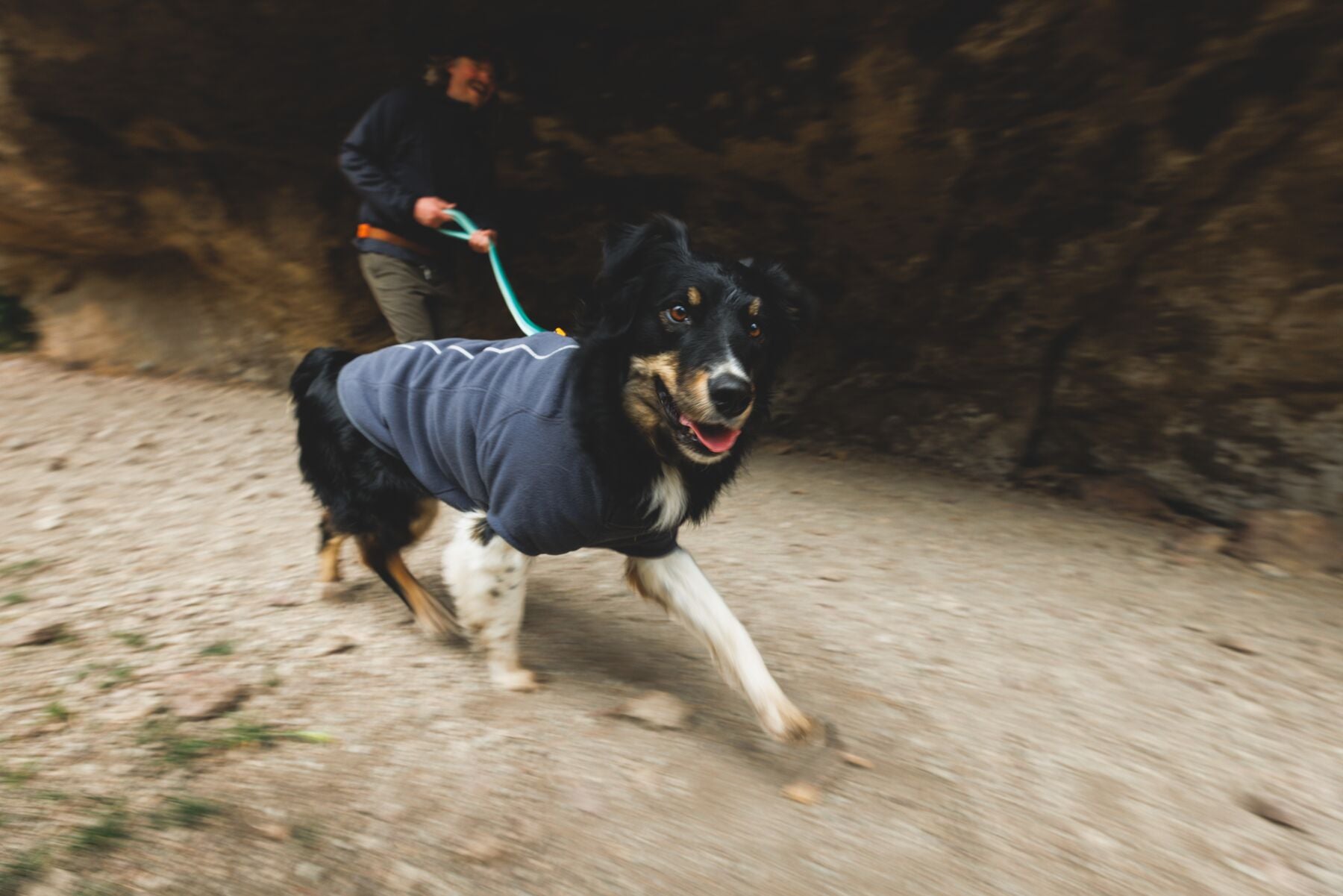Dog wearing the Ruffwear Climate Changer Fleece Jacket outdoors, action shot