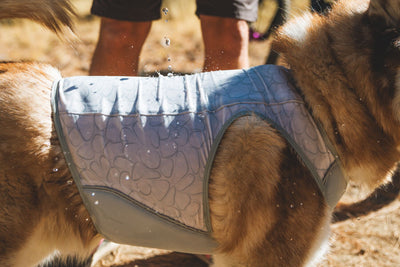 Dog wearing the Swamp Cooler Zip Vest outdoors with a person splashing water on it