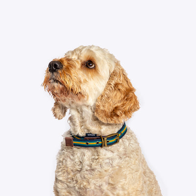FatFace Striped Dog Collar & Lead Matching Set | Barks & Bunnies