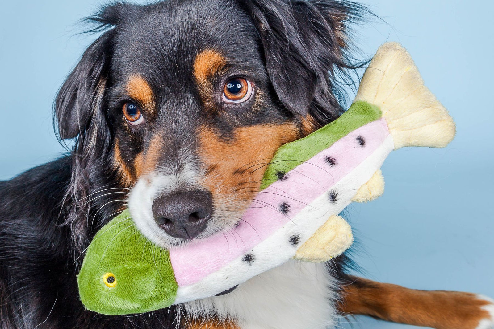 Australian Shepherd holding a Fluff & Tuff Burt the Lake Trout squeaky plush dog toy in its mouth against a blue background.