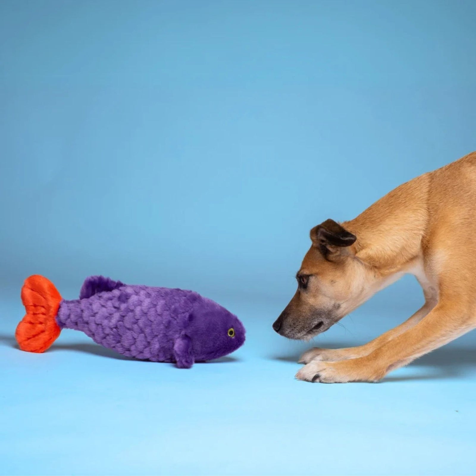 Fluff & Tuff Cici Tropical Fish plush dog toy - violet purple body with coral orange tail fin, with a tan dog leaning in for a closer look against a pale blue background