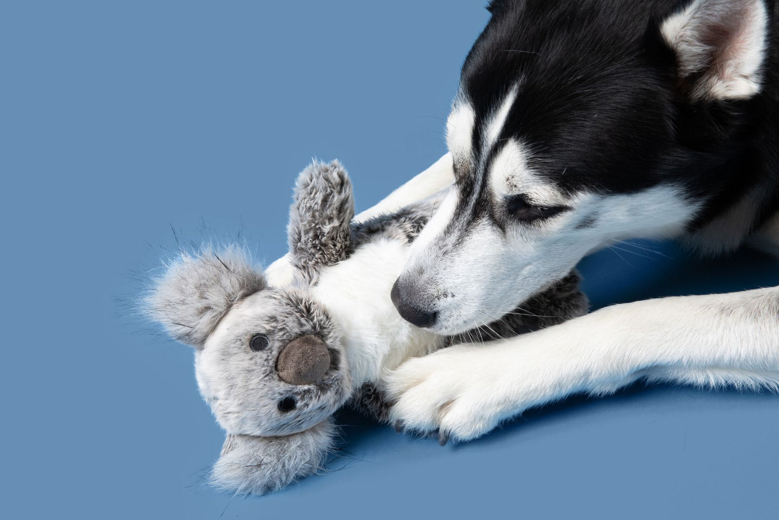 Siberian Husky nuzzling a Fluff & Tuff Doc Koala squeaky plush dog toy with its paws against a blue background.