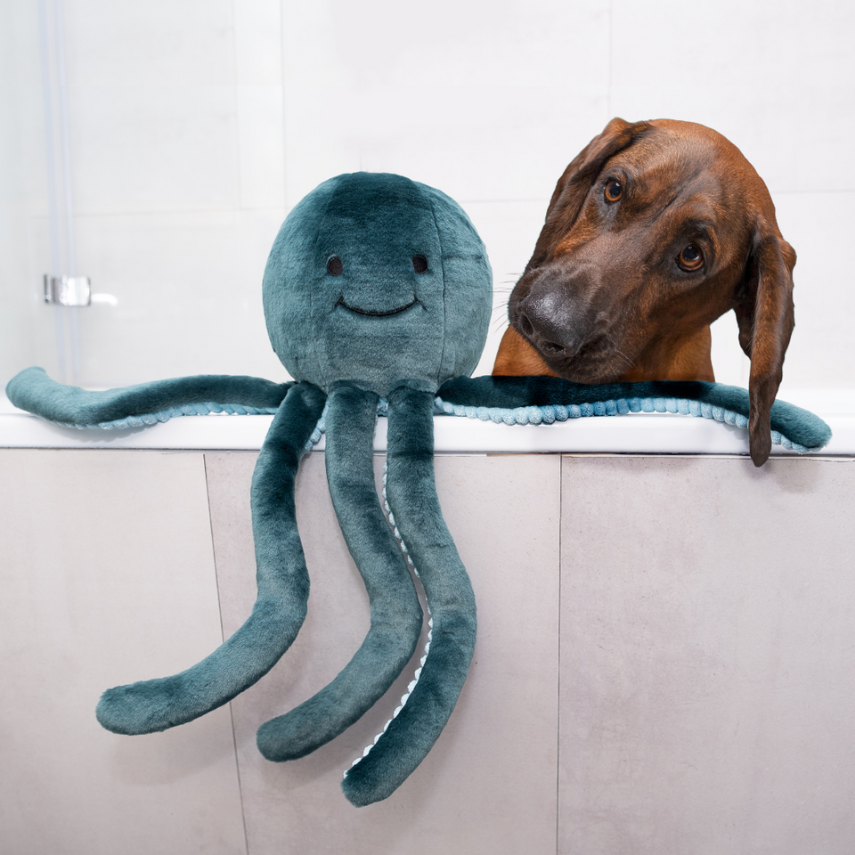 Vizsla dog peering over counter looking at Fluff &amp; Tuff Stevie Octopus teal plush toy