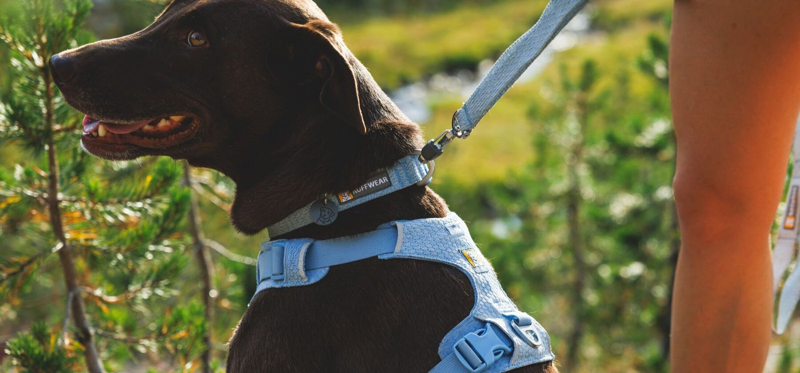 Chocolate Labrador wearing the Ruffwear Front Range Flex Harness in Polar Blue, with a matching Front Range Flex Collar and Front Range Flex Lead outdoors in summer sunshine