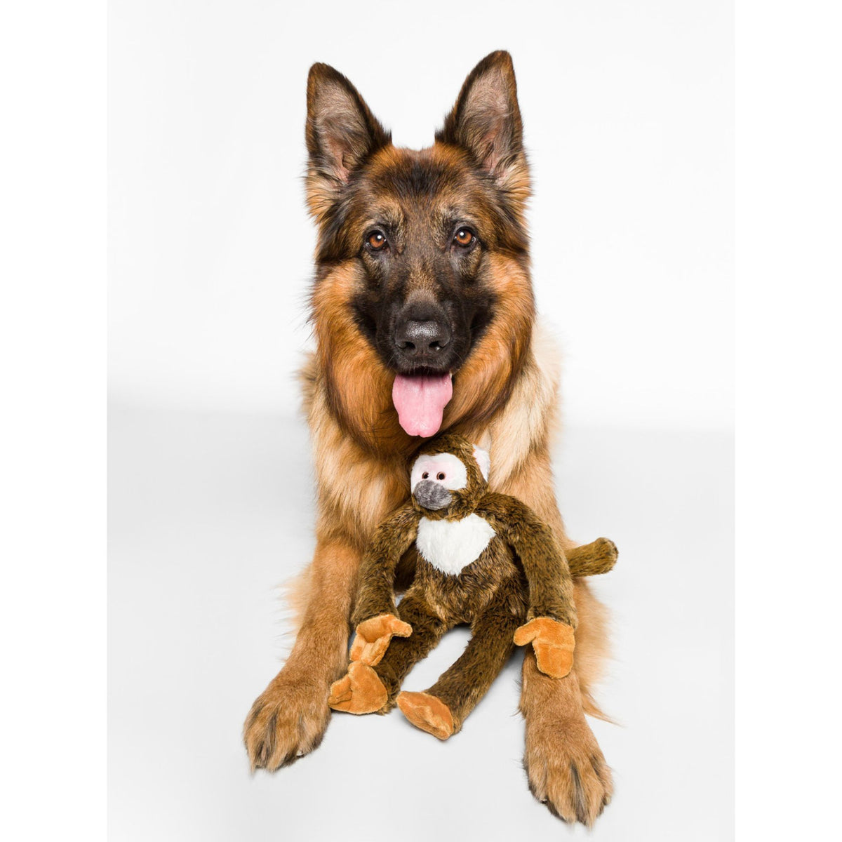German Shepherd dog lying with Fluff & Tuff Albert Squirrel Monkey plush toy between paws on white background