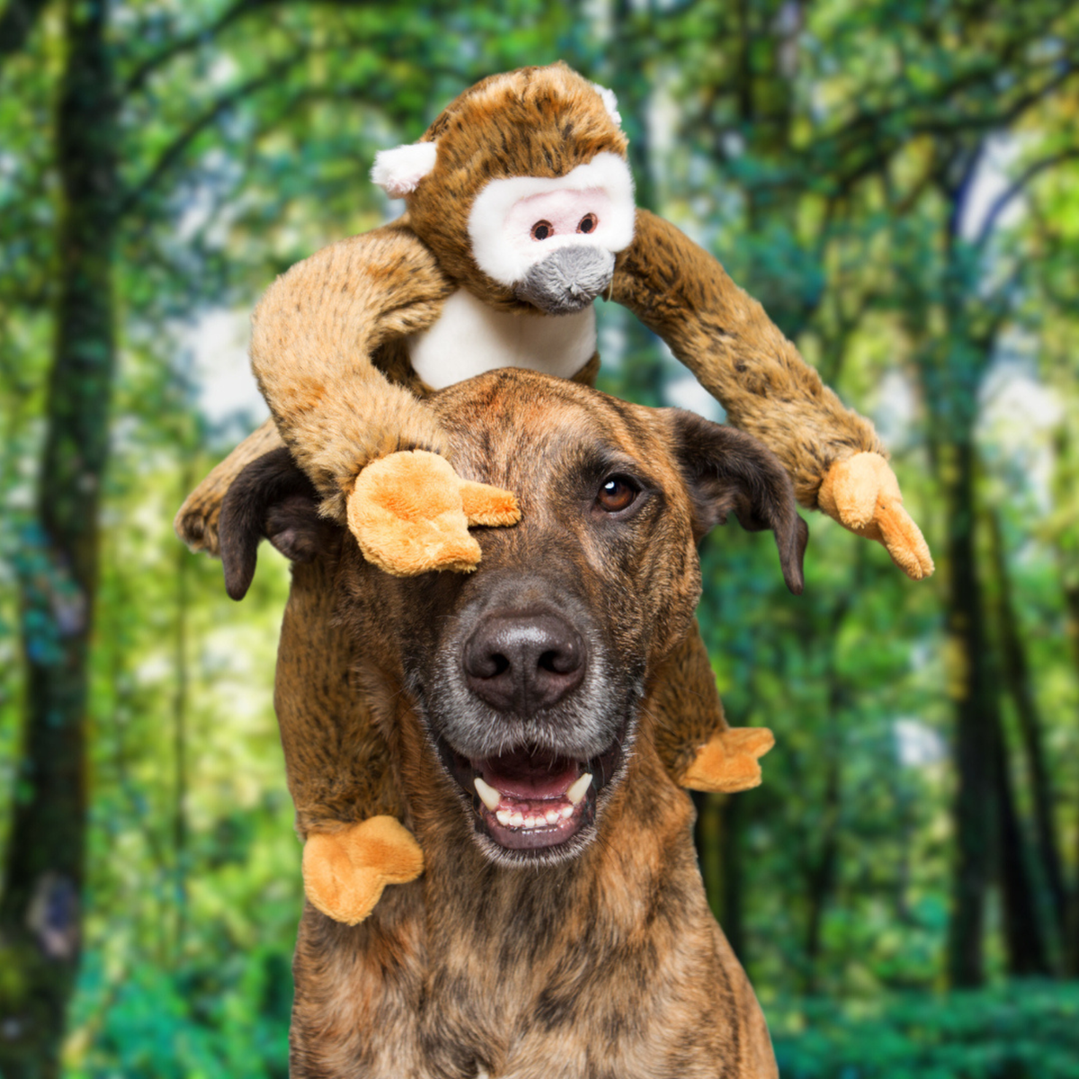 Happy dog with Fluff & Tuff Albert Squirrel Monkey plush toy sitting on its head in woodland setting