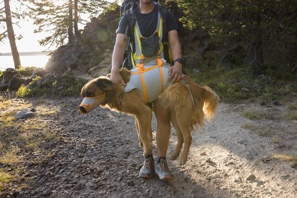 Hiker carrying a golden retriever in the Ruffwear BackTrak dog carrying sling in Cloudburst Gray with orange straps, dog also wearing the BackTrak first-aid muzzle, both moving along a rocky lakeshore trail at golden hour with pine trees and water behind them