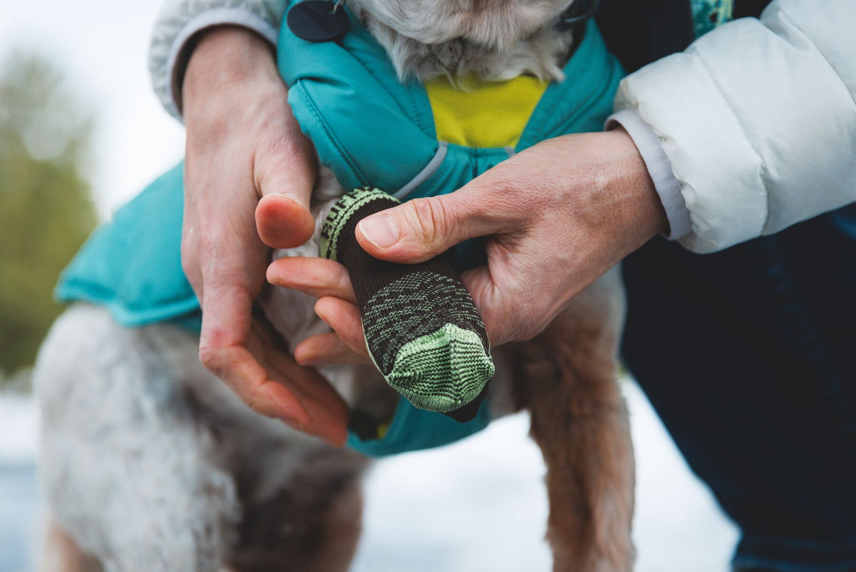 Handler fitting a Ruffwear Bark'n Boot™ Liner in Lichen Green onto the paw of a small grey dog wearing a teal jacket, snowy outdoor setting, demonstrating easy on/off