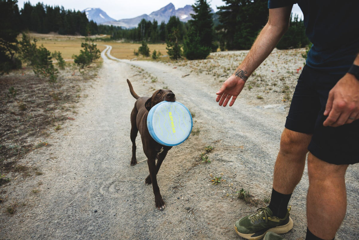 Chocolate Labrador bringing the Ruffwear Camp Flyer dog toy in Polar Blue back to his owner on a mountain trail, person reaching down to take the disc, pine forest and mountain peaks in the background, dog fetch toy for outdoor adventures and hiking with dogs