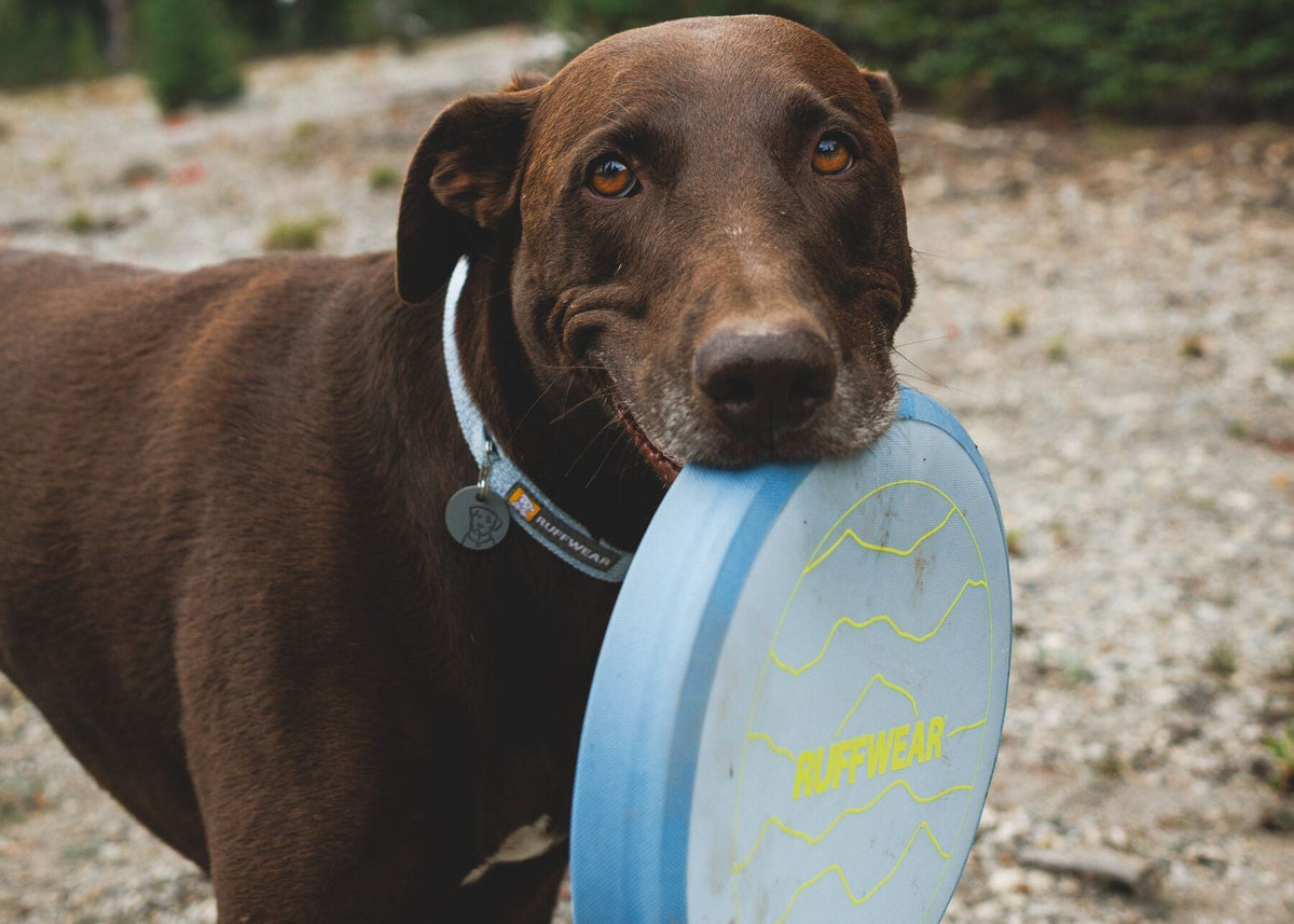 Chocolate Labrador carrying the Ruffwear Camp Flyer dog toy in Polar Blue in his mouth, wearing the Ruffwear Front Range Flex collar in Polar Blue, outdoor trail setting with sandy ground and trees, durable lightweight dog flying disc toy for hiking and adventure walks