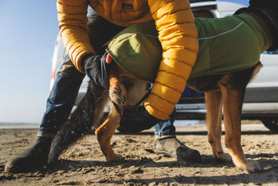 Dog wearing the Ruffwear Climate Changer Fleece Vest on a beach, showing fit and coverage