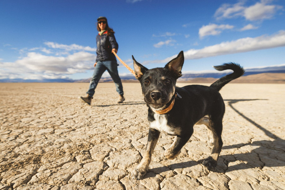 Ruffwear Crag Reflective Dog Collar in Desert Spice worn on a small black dog walking on cracked desert terrain on a lead - adventurous dog exploring open landscape - Barks & Bunnies, UK Ruffwear stockist