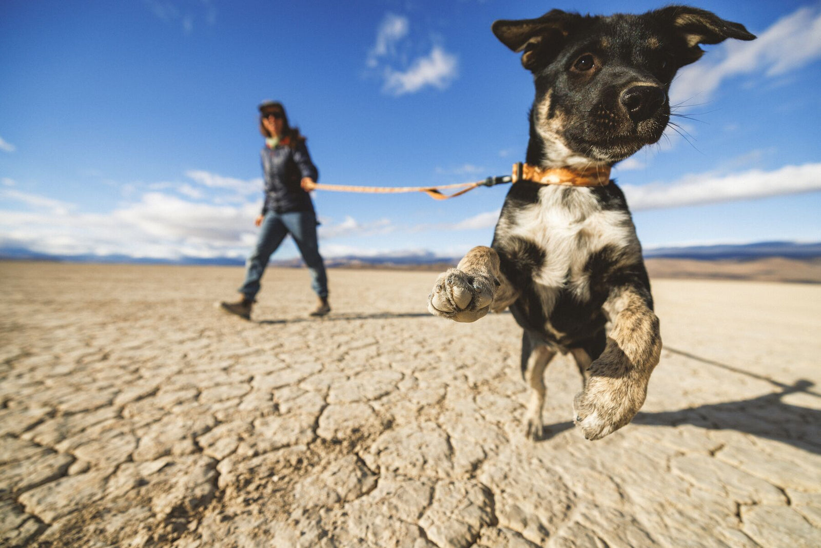 Ruffwear Crag Reflective Lead and Collar in Desert Spice - small black and white dog leaping toward the camera on cracked desert terrain, owner walking behind under a wide blue sky
