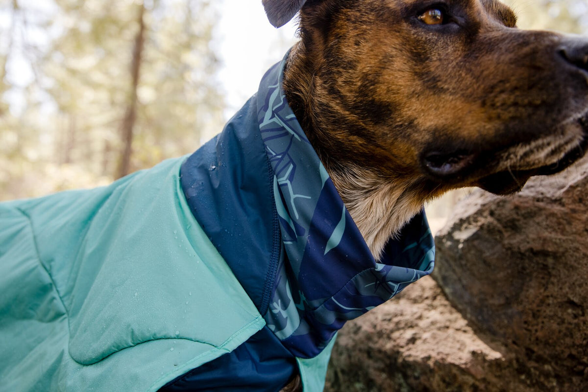 Close-up portrait of a brindle dog wearing the Ruffwear Dirtbag™ Dog Towel in Aurora Teal with navy microfiber neck gaiter, looking alert on a rocky outcrop in a pine woodland setting