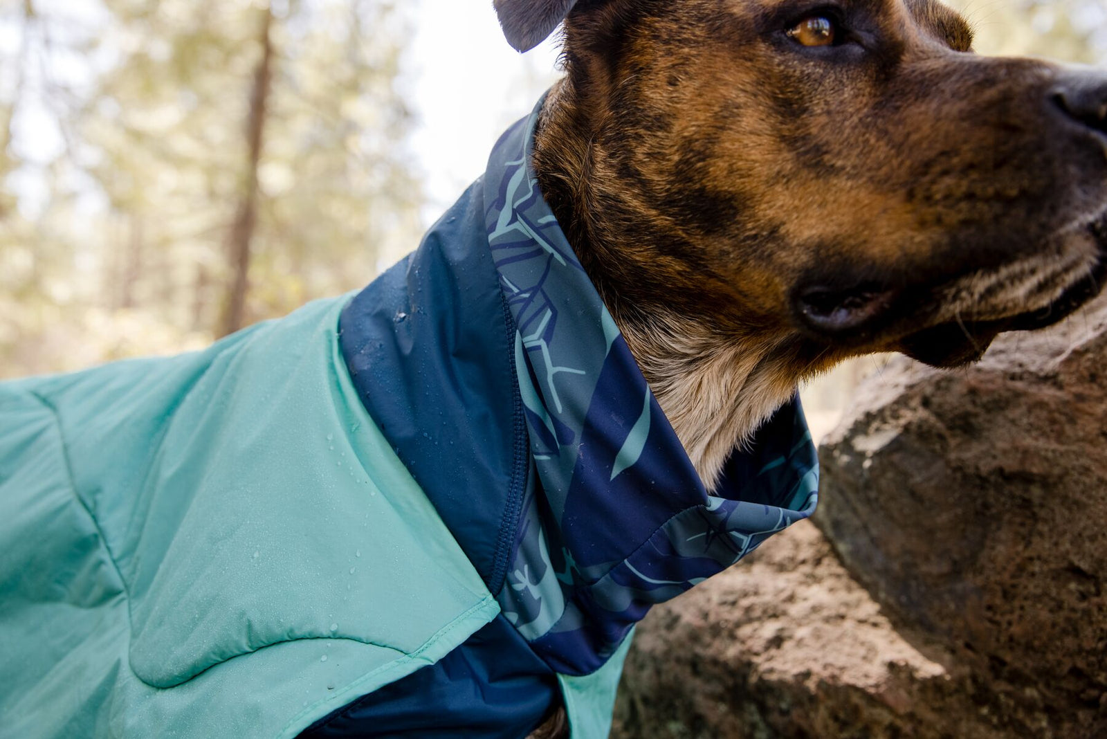 Close-up portrait of a brindle dog wearing the Ruffwear Dirtbag™ Dog Towel in Aurora Teal with navy microfiber neck gaiter, looking alert on a rocky outcrop in a pine woodland setting